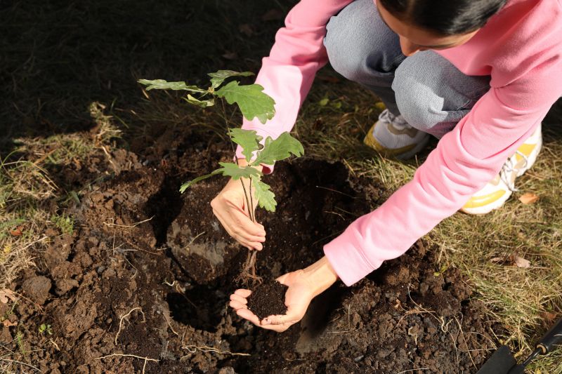 Apple Tree Planting in Honolulu, HI